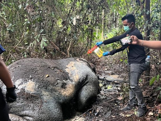 Read more about the article Gajah Sumatra Ditemukan Tewas Tanpa Kepala di Kawasan Konsesi Perusahaan Kertas Pelalawan